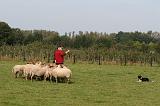 BORDER COLLIE - MOUTONS 006